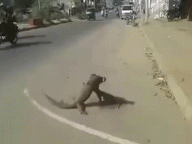 Lizards dancing