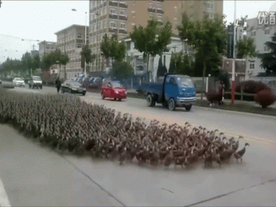 Invasion of geese