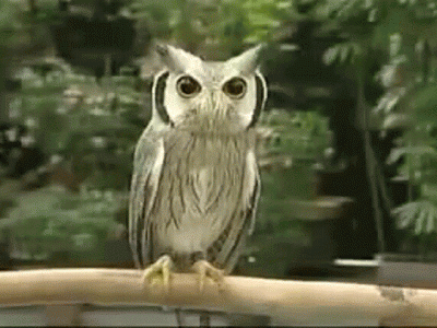Owl decreases