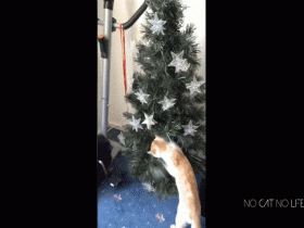 Cat overturned the Christmas tree
