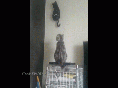 Cat and clock