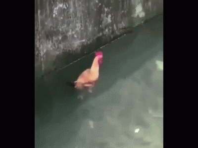 Floating rooster