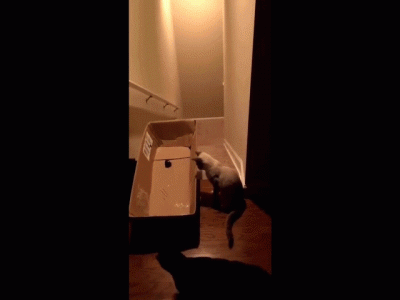 Cat in walking box