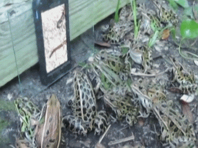 Frogs hang on smartphone