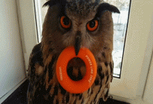 Owl with toy