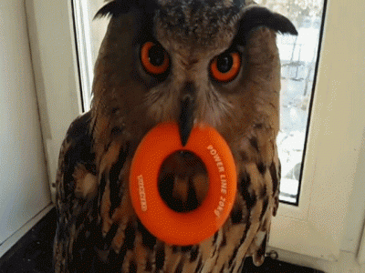 Owl with toy